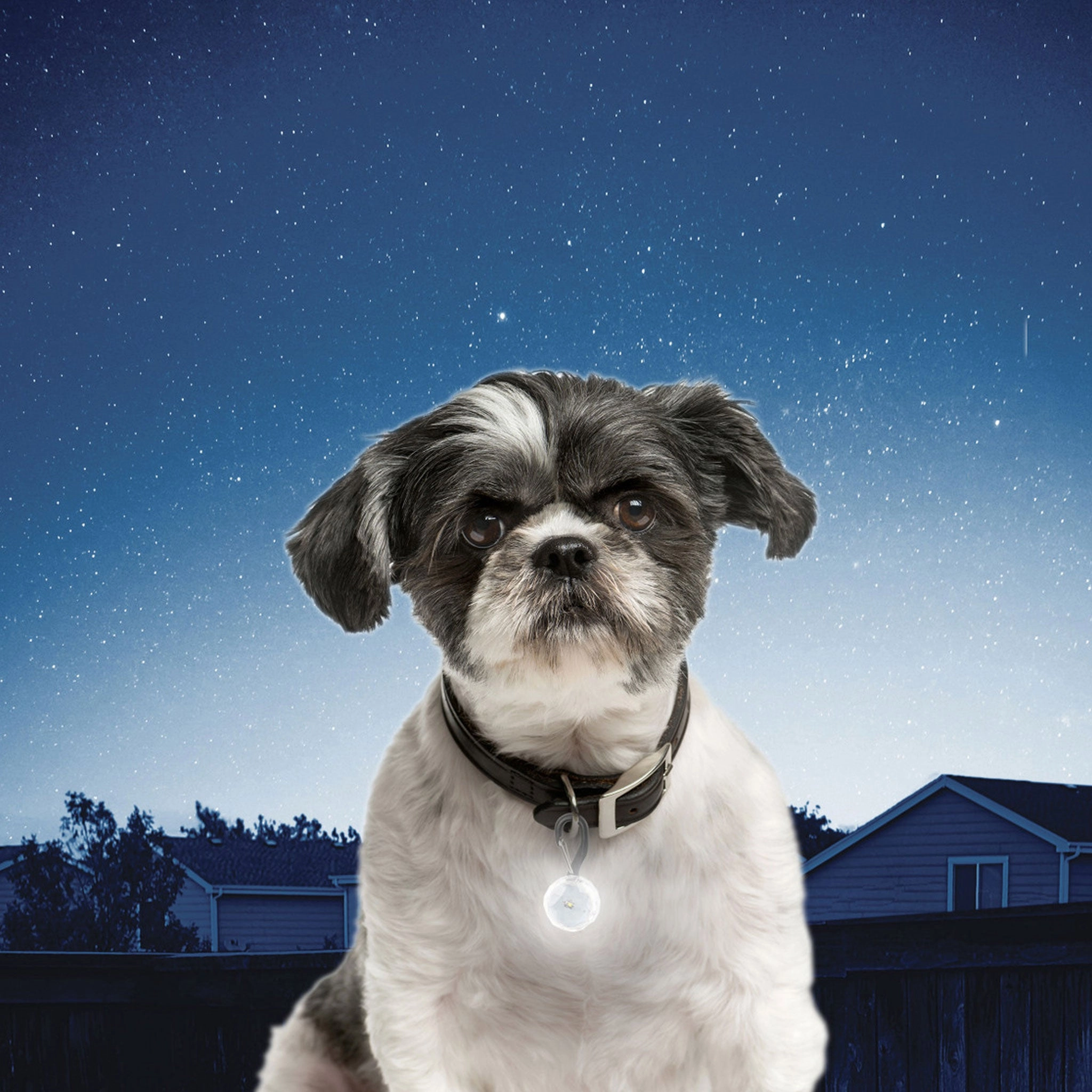 Nite Ize PetLit LED Collar Light Jewel Crystal Dog Collars
